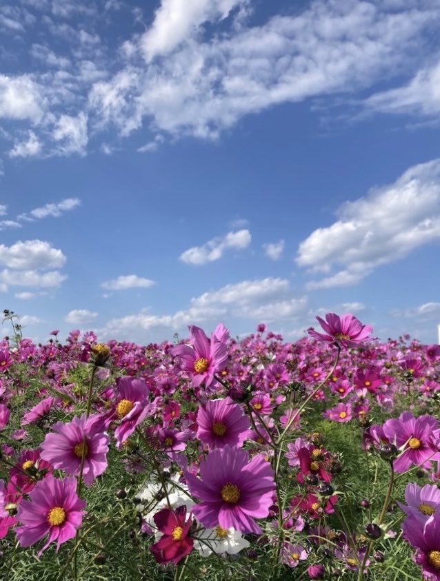 VGylA1mXm9jAswj's tweet photo. 沖縄のコスモス🌸

こちらでは秋ではなく、1月～
2月頃、冬に咲きます
青空に映えて綺麗です♪

#コスモス https://t.co/i7BRNUdphA