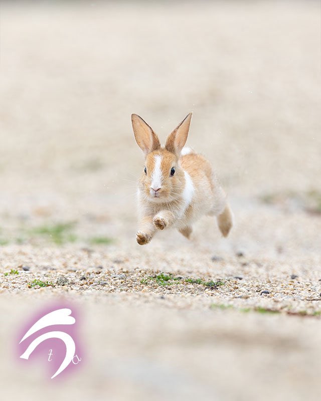 utajima's tweet photo. ちっちゃいけれど、見事な走りっぷり🐇💨💨💨 https://t.co/WIWKxN26wa