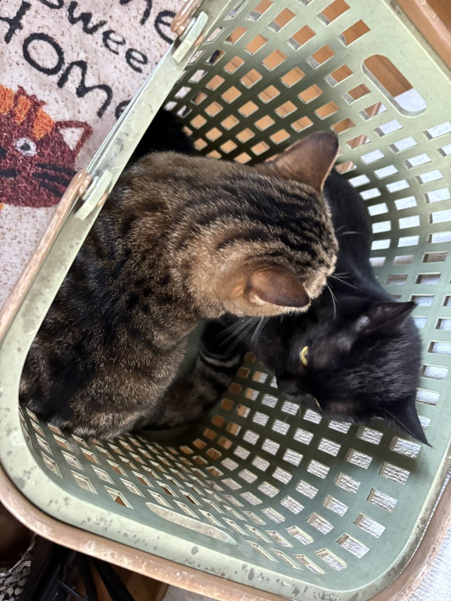 SunAzuKomCats's tweet photo. 洗濯かごに2匹はギューギューなんだけどね(^_^;)

#黒猫 #キジトラ #猫のいる暮らし https://t.co/BWzejWqKeT