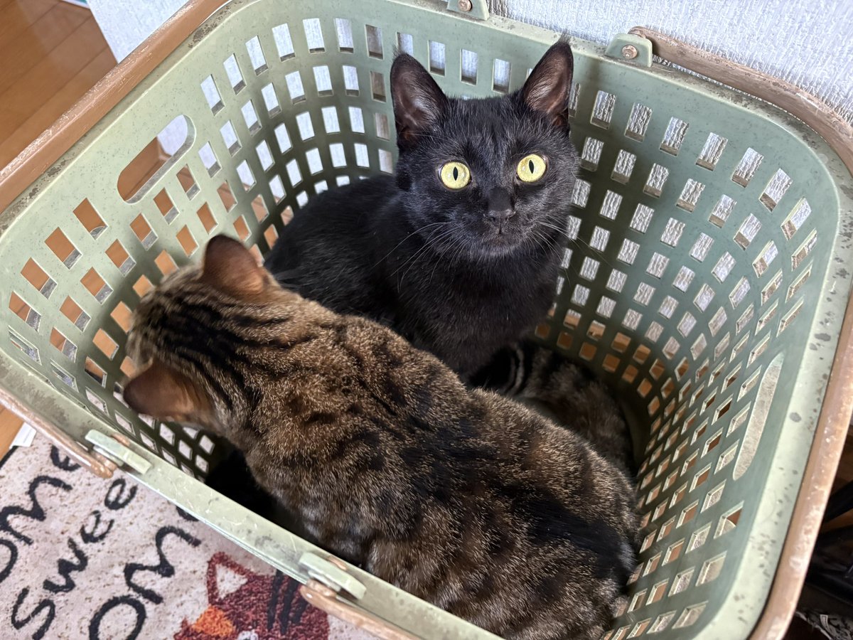 SunAzuKomCats's tweet photo. 洗濯かごに2匹はギューギューなんだけどね(^_^;)

#黒猫 #キジトラ #猫のいる暮らし https://t.co/BWzejWqKeT
