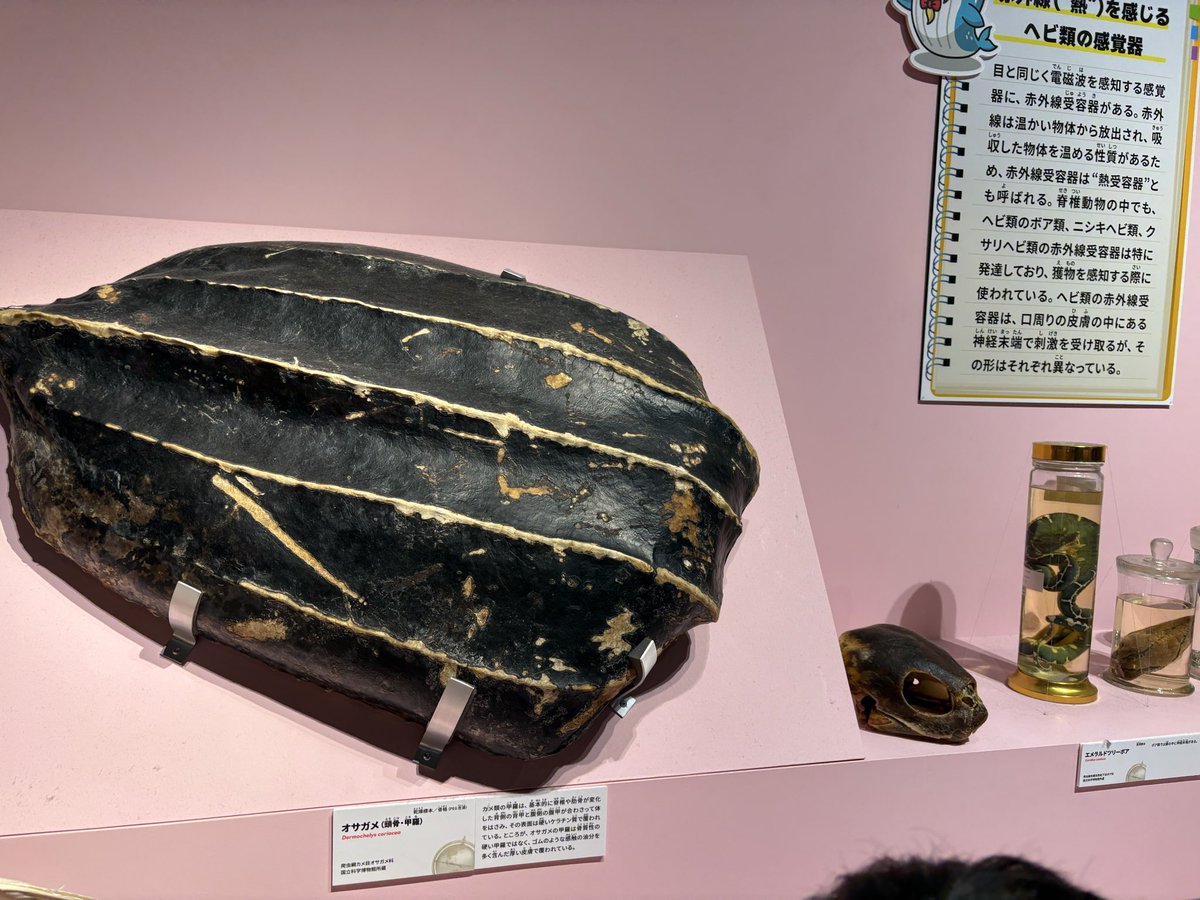 yuvsk1024's tweet photo. いきもの超ワールド展、カメが割と多めに出てきて良かった https://t.co/PlKKic30Y5
