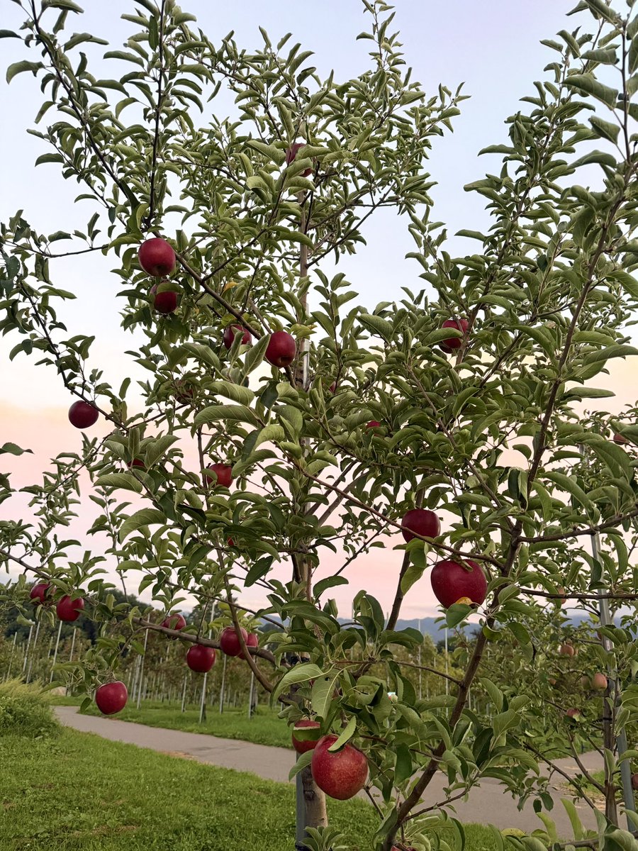 125Uchi's tweet photo. 本日は青森県弘前市のリンゴ公園にてRINGO MUSIC FES🍎でした〜

リンゴ畑🍎に囲まれたりんご公園
実ってるりんごの木がかわいくてかわいくてそれだけでキュンキュンしました（個人的感想）からの、ステージは野外だけどなんと天井が無いステージ！
しかも公式サイトには『雨天決行』の力強い文字！なんて潔いんだ！
ﾜﾀｼﾄﾞｷﾄﾞｷｼﾀﾜ

そんな中でのLIVEスタート、晴れて良かった☀️逆に暑いくらいで急遽セトリ変更してなつのうた導入！
結構初見の方いたんじゃないかと思いましたが皆さん楽しんでくださったようで嬉しかったです！(^^)✨
呼んでくださりありがとうございました！

公開ラジオの方もライスボールさんと仲良くわちゃわちゃ楽しかったです　笑
ライスボールさんとは22日の風とロックでもご一緒。引き続きよろしくお願いします！
明日は再び福島へ戻ります、台風と鉢合わないように…なんとかなれー！で風とロックも無事開催されますように！

#RINGOMUSICFES2026
#ありがとうございました