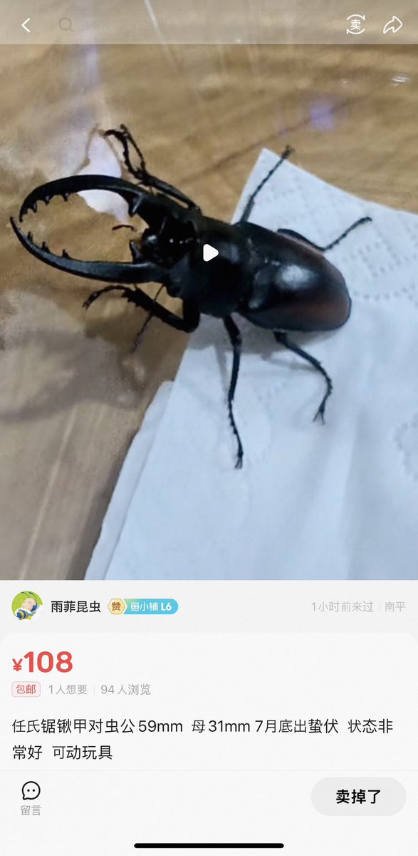 beetlesuniverse's tweet photo. 先ほどの投稿の続き、レニノコギリも知人が中国で販売した飼育品と同じ個体でした。
チベットを含め長年中国便をやっているので、このような個体が日本に入ってくるのは避けたいと思っています。
中国にも飼育している方は多いので、騙されないよう注意が必要です。 https://t.co/Xm2dzqUfUB