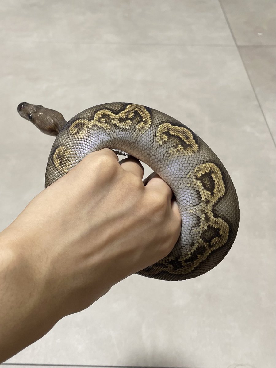 Nell_python tweet picture
