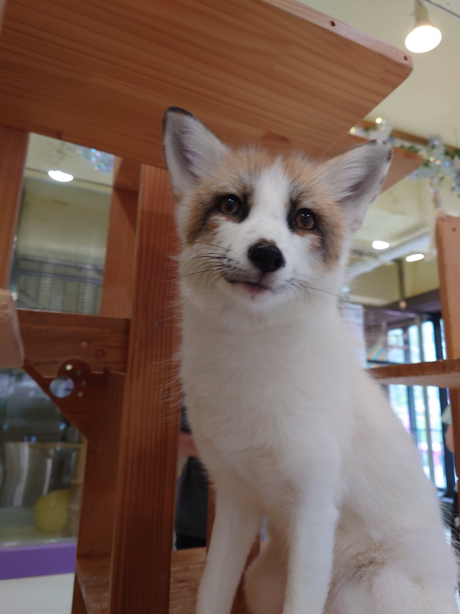 gumiash's tweet photo. 韓国の思い出。
ミーアキャットカフェ
キツネ、アライグマ、ワラビーなどなど素敵なアニマルちゃんがいる。 https://t.co/3WA8WKnnWt