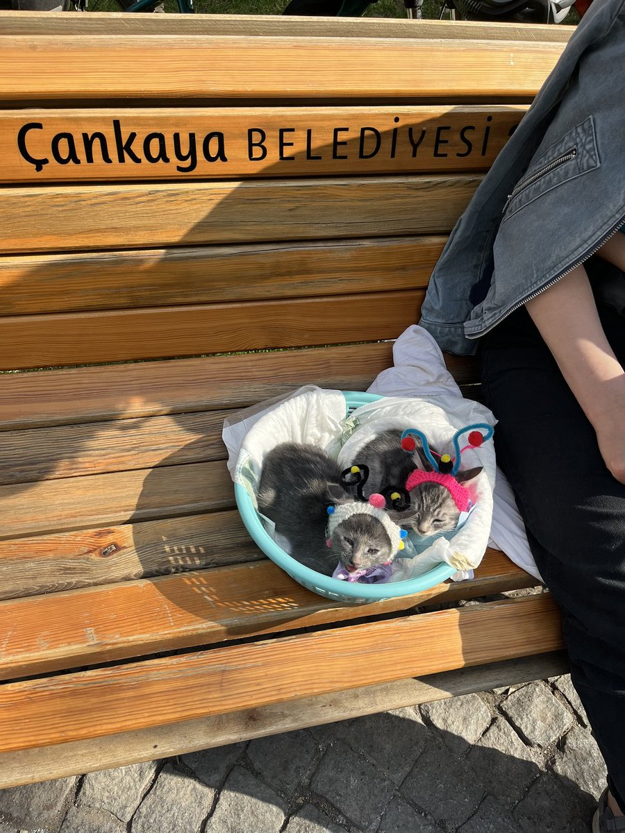 efesworld's tweet photo. Kuğulu parkta kedi sahiplendiriyorlar yetişen yakalar 🐈😽 https://t.co/PcYAWyvuIu