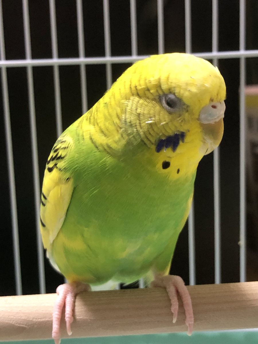 587copen5's tweet photo. #インコ
今日の「ちーちゃん」
午前中の話、放鳥時ハンガーやカーテンレールに止まり主に近づく事がないこの子が珍しくカーテンレールから狙いを定めてから指に止まった、主びっくり初めての指着地 https://t.co/KllSyVdklS