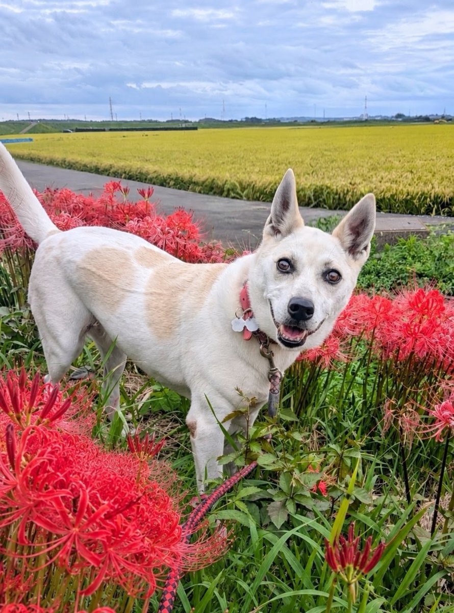 kimonoaida's tweet photo. 実家の愛犬🐕
奇跡の一枚と奇跡が起きなかった普段の愛犬
普段の方が愛らしく感じるのは親バカ？ｗ https://t.co/owg2VvSNM4