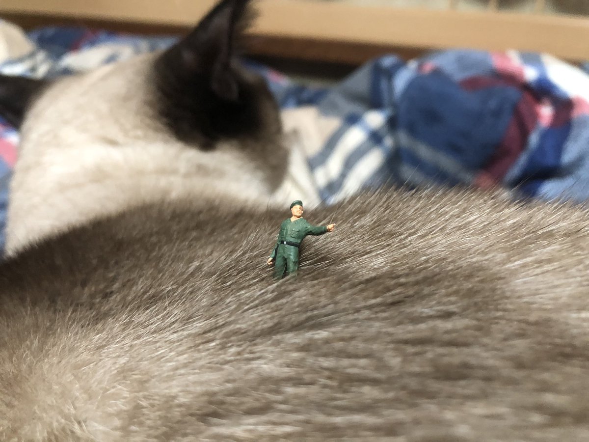 omochi_kitty's tweet photo. 草深いおもち平原
#保護猫 #CatsOfTwitter #CatsOfX https://t.co/viSogVha7a