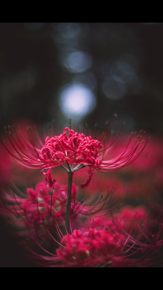 laviy_photo's tweet photo. 彼岸花の咲く森 https://t.co/Dhbi8a0OAo