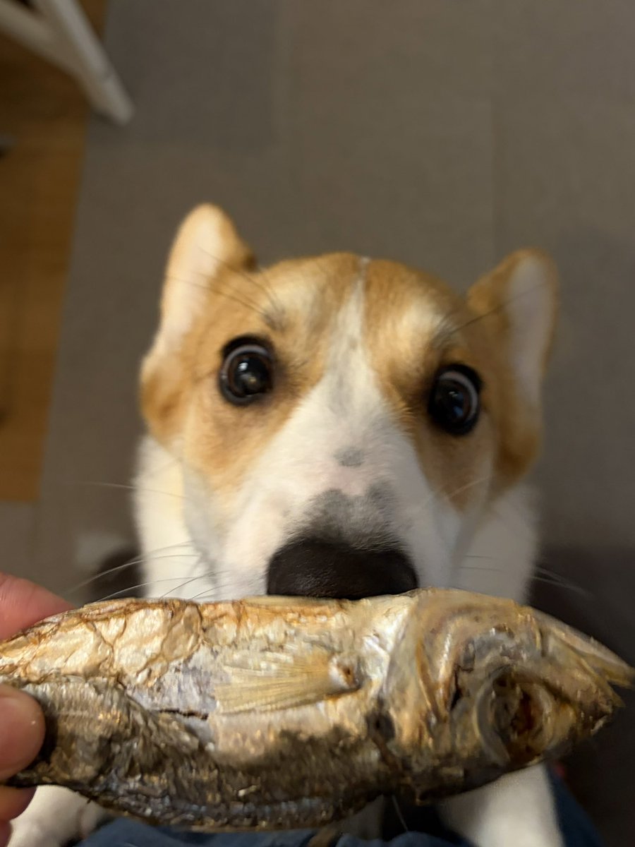 109corgi's tweet photo. さ！か！な！

#シャンプー5時間コース
#頑張ったご褒美
#目が本気 https://t.co/wkL7LxqgmY