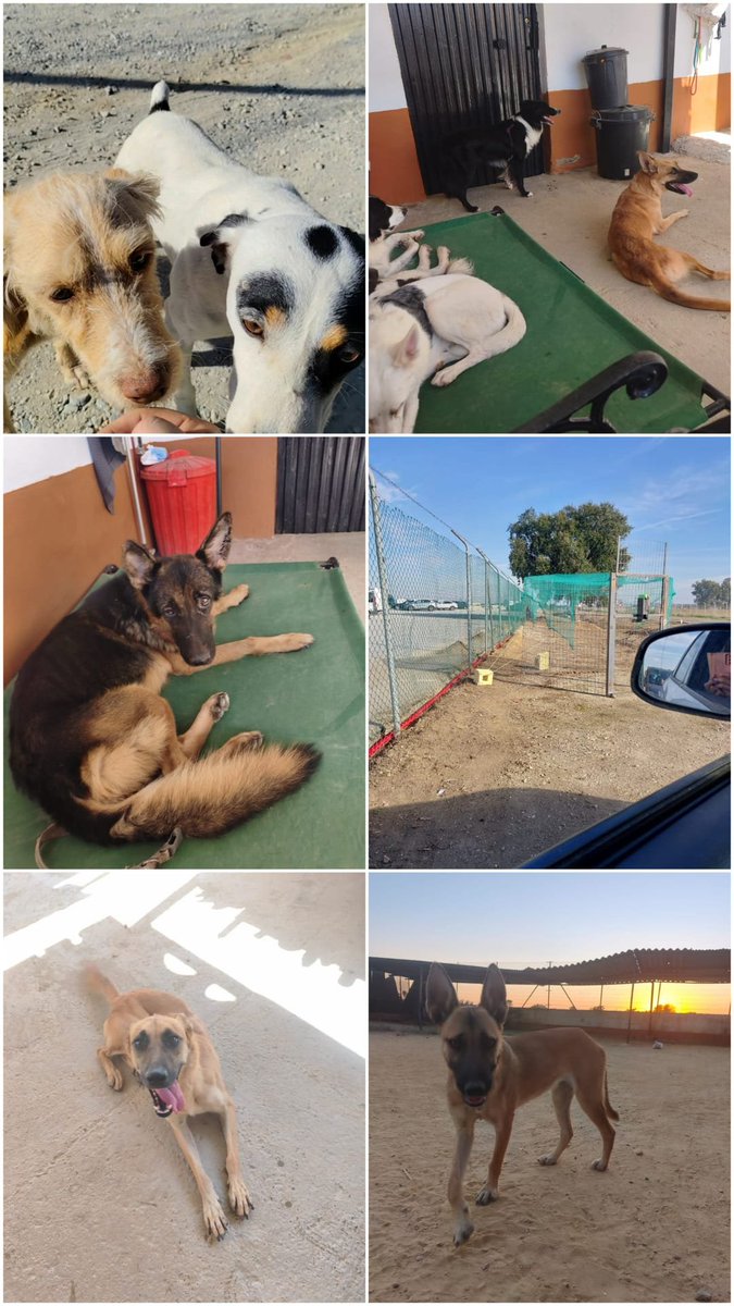 SilviaMylo's tweet photo. Venga que son perretes rescatados, pagan residencias y veterinarios, no están adoptados pobres criaturas 😭😢🙏🏻 

SORTEO SOLIDARIO PARA AYUDAR A PERRETES RESCATADOS*  

Soy Sonia Jiménez y rescato animales a diario, porque, por desgracia, en este país hay muchos en situación de abandono y maltrato.

Desde hace un tiempo, estoy construyendo un refugio para ellos, un lugar de paso mientras les encuentro familias de acogida y/o adopción. Pero sola no puedo. Necesito vuestra ayuda 🙏

Con este sorteo, el dinero recaudado será destinado a hacer frente a los gastos que se derivan de cada rescate y a comprar los materiales necesarios para la construcción del refugio.  

💰Precio número: *2€* 

🌟Premio: *50€*  

 *Bizum* : *662 67 77 80* 

*El ganador será el que coincida con las dos últimas cifras del sorteo de la ONCE*  

Me echáis una patita para seguir rescatando? 🐾🐶🐾🐶🐾🐶  

Por favor, ayudarme compartiendo 🙏  

Piensa que al comprar un numerito estás ayudando a salvar una vida 🙏❤️🐾

00   
01   
02  
03   
04   
05   
06   
07   
08   
09   
10   
11   
12 
13  
14   
15   
16 
17   
18   
19   
20   
21   
22   
23   
24   
25   
26   
27   
28    
29
30  
31   
32  
33
34 
35  
36
37 
38  
39  
40  
41   
42 
43   
44   
45   
46   
47   
48   
49   
50  
51   
52
53 
54  
55   
56
57 
58   
59   
60   
61  
62 
63 
64 
65 
66 
67 
68
69 
70 
71 
72 
73 
74 
75 
76 
77 
78 
79 
80 
81 
82 
83 
84
85
86 
87 
88 
89 
90 
91 
92 
93 
94 
95
96 
97 
98 
99