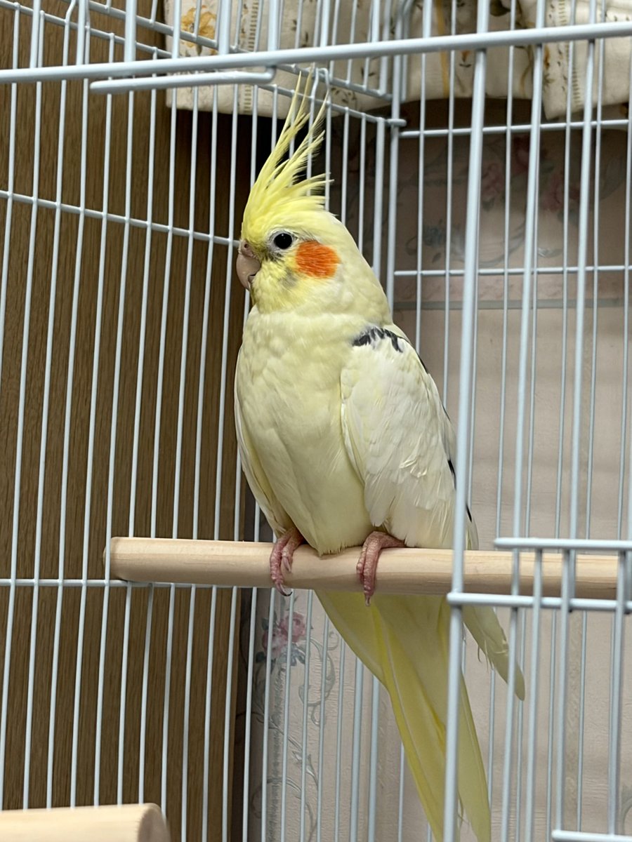merimero's tweet photo. ついに、オカメインコお迎えした！
名前は絹くん。可愛いね〜☺️ https://t.co/HqjNx9MFep