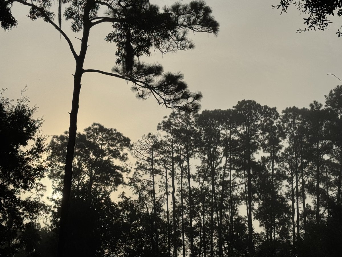 SuePearFL's tweet photo. Disgusting dry particle fog in Gainesville this morning. 9-20-26 8:05am. https://t.co/PVkSH8Een5