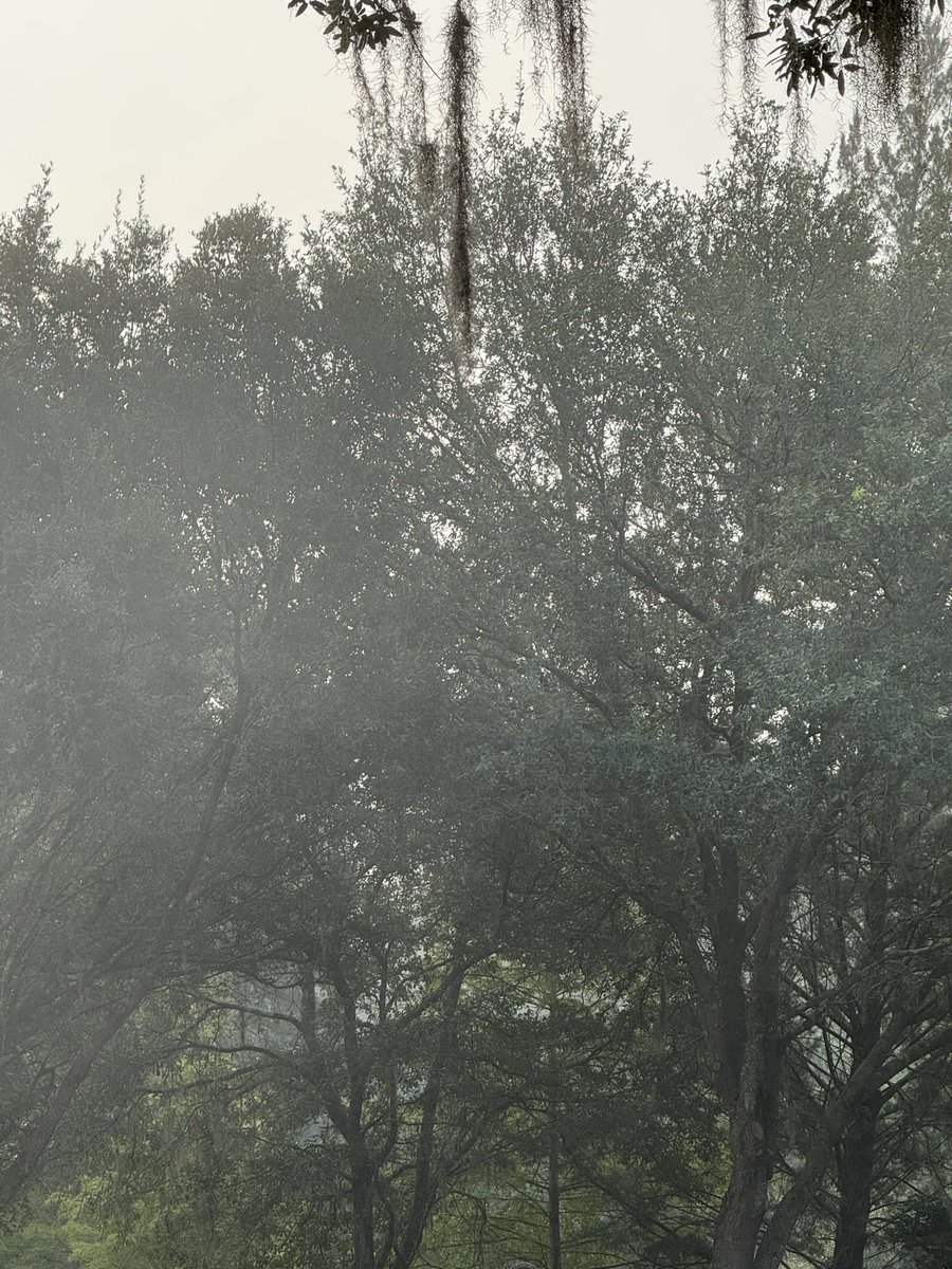 SuePearFL's tweet photo. Disgusting dry particle fog in Gainesville this morning. 9-20-26 8:05am. https://t.co/PVkSH8Een5