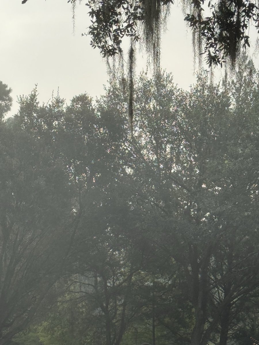 SuePearFL's tweet photo. Disgusting dry particle fog in Gainesville this morning. 9-20-26 8:05am. https://t.co/PVkSH8Een5