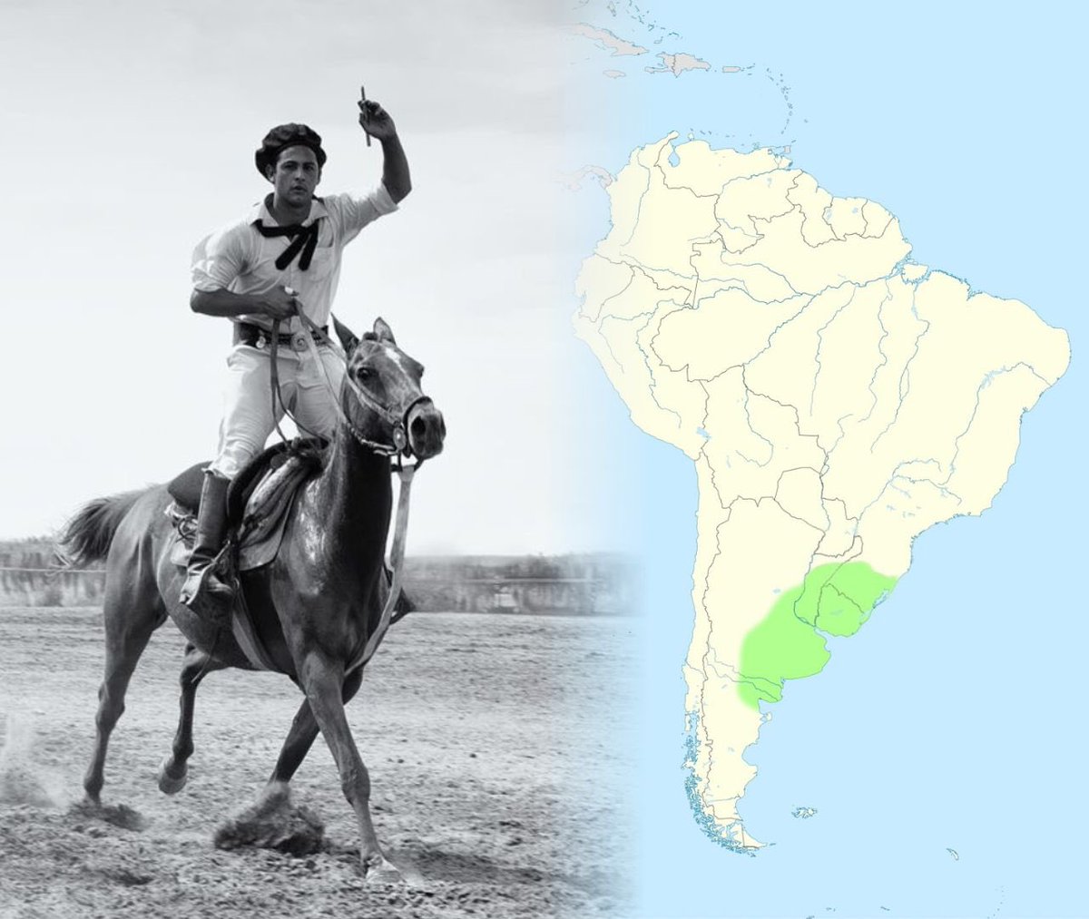 abracetradicao's tweet photo. No século XIX, o escritor William Henry Hudson percorreu os Pampas e descreveu os gaúchos com fascínio e horror:

“O gaúcho não come nada além de carne bovina. Carne de manhã, ao meio-dia e à noite. Nunca pão, nunca vegetais.”

Ele esperava encontrar desnutrição. Encontrou o contrário: homens de resistência extraordinária, capazes de cavalgar 12 ou 14 horas sem descanso e ainda dançar a noite inteira. Dentes firmes, sem obesidade, sem as enfermidades que já atormentavam a Europa.

A dieta era simples: carne bovina e erva-mate. Nada mais.

Quando perguntavam por que não comiam pão ou verdura, a resposta era direta: “Isso é comida de cavalo e de gado. Nós comemos o gado.”

Comer o que o gado come era, para eles, rebaixar o próprio desempenho.

Até o início do século XX essa dieta se manteve. Depois veio o trigo, a cidade e as doenças crônicas que os médicos argentinos passaram a registrar nos gaúchos urbanizados.

O Rio Grande do Sul e o Uruguai ainda estão no topo do consumo mundial de mate. Não é acaso. É o fogo que restou.