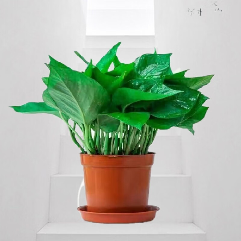 danielfulidi's tweet photo. Keep your pothos happy! Water when top 2 inches of soil is dry, place in bright indirect light, and wipe leaves monthly to dust them. Small steps = big green vibes! https://t.co/0PlNX5zEEE
