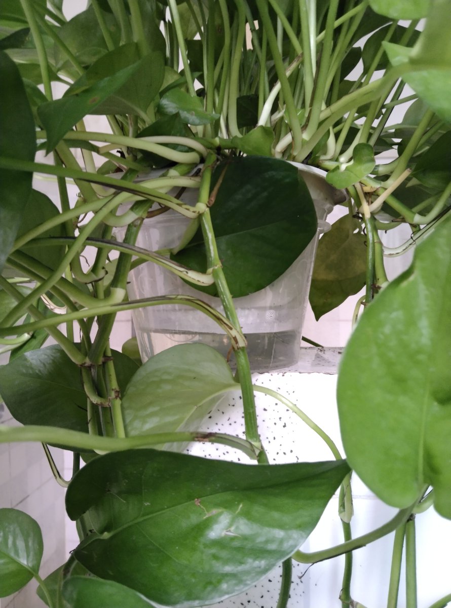 Ndaludesi's tweet photo. Easy green tip: Wilted pothos Give its leaves a quick mist u0026 water the soil thoroughly—she’ll bounce back in 24 hours! https://t.co/Usvg41ppIN