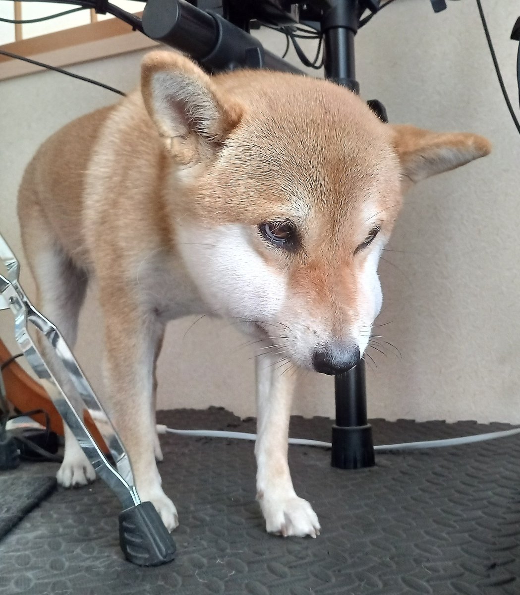 himari_shibainu's tweet photo. ひまり、草むらクンクンしてたら
マムシに噛まれちゃたのー🐕️💦
#柴犬
#マムシ https://t.co/lM0mIgIwDx