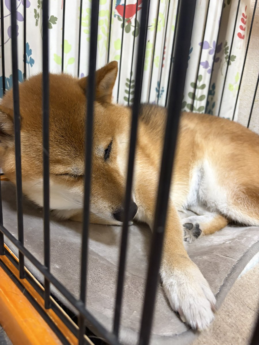 MASUMI0319's tweet photo. しょんぼり小町。

散歩してたら急に猫パンチを
食らうという
アクシデントに見舞われる…

朝イチ救急でみてもらいます😭 https://t.co/AKexWvuZRI