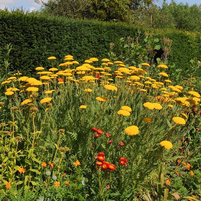 arcdemy's tweet photo. ─🌼
sebelum kita mulai, boleh kirim pap kalian yang keren itu? biar saya bisa ingat wajah tampan/cantik kalian hehehe~

kalau saya ini aja. golden yarrow (achillea filipendulina) bunga yang terkenal dengan kekuatan mengobatinya

p.s. kalau kirim pap, saya kasih bonus +50 point https://t.co/psQKC4o5AC
