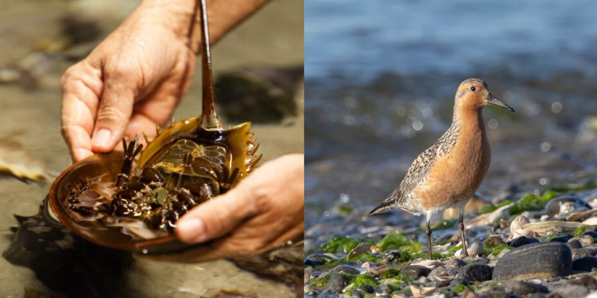 giveashitnature's tweet photo. Two-thirds of the horseshoe crabs taken from Delaware Bay get chopped up for bait. It's caused one shorebird to decline by 94%.

Fishermen cut up horseshoe crabs to bait traps for eel and whelk. Unlike the biomedical harvest, where crabs are bled and released, none of these come back.

Every spring, rufa red knots fly from the southern tip of South America to the Arctic. Nine thousand miles. Partway up they stop at Delaware Bay, timed to the exact two weeks when horseshoe crabs are spawning, and eat almost nothing but crab eggs.

They need to roughly double their body weight in that window. It's the only refueling stop on the route that works.

Fewer crabs, fewer eggs. A bird that arrives and can't put on the weight doesn't make it to the Arctic, and if it does, it doesn't have the reserves to breed.

The rufa red knot population is down as much as 94% over 40 years. It's listed as threatened.

The whole thing runs on a two-week overlap between an animal that predates trees and a bird crossing two continents. Take enough crabs off that beach and the overlap stops working.
