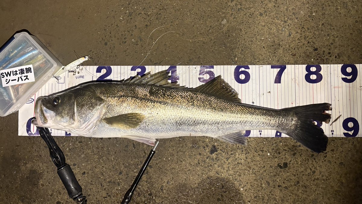 sho_angler_'s tweet photo. 久しぶりの明暗❗️

表層に出ない時は、
一気にレンジを入れてみる👍

タイミングさえ合わせれば、
だいたい口開けて待ってます😋

#有明海 
#ランカーシーバス
#ブローウィン110s https://t.co/x9g9zd44qv