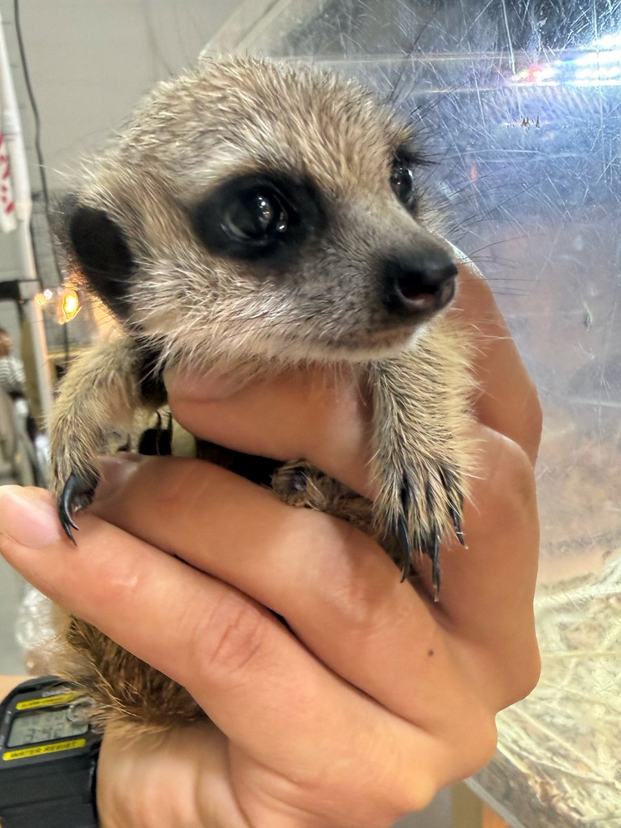 Nachi_zoo's tweet photo. 明日も東京ビックサイトで開催の
ジャパンレプタイルズショーにいます❗️ https://t.co/1s0YcU3prE