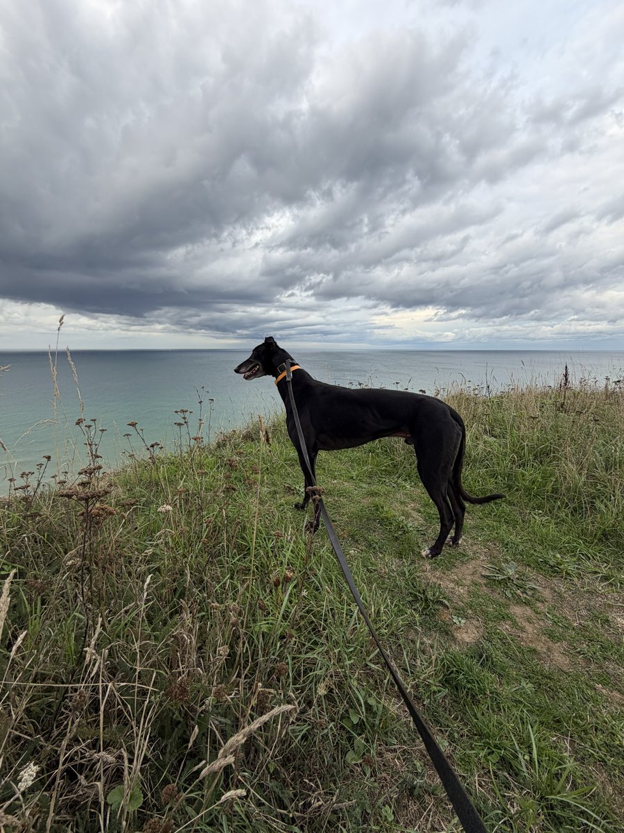 GWSyndicate7's tweet photo. March on Freddie enjoying his retirement.  Any stud enquiries pls DM me or @AeroGreyhounds https://t.co/5UWEfHnAui