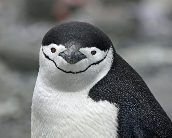 imacutepengu's tweet photo. what? me worry? https://t.co/40z0xTCAZ8