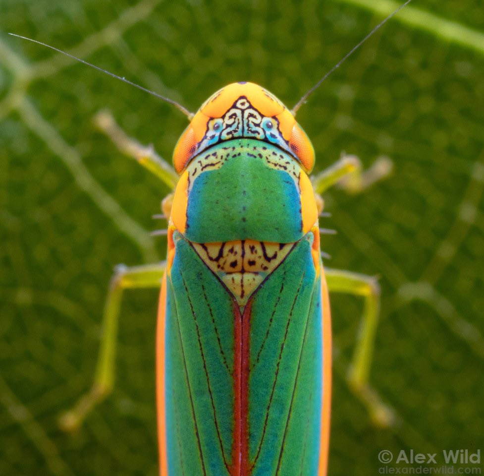 insectsdaily's tweet photo. Meet Coronigoniella 🍃

🥗 Eats: plants like Coleus &amp; Vernonia
🗺️ Lives: Central &amp; South America
🤓 Fun fact: Males have super complex, unique genitalia used to tell species apart

Credit: alexanderwild

https://t.co/vaS0nFZCsj https://t.co/UUCHLNLZ4a