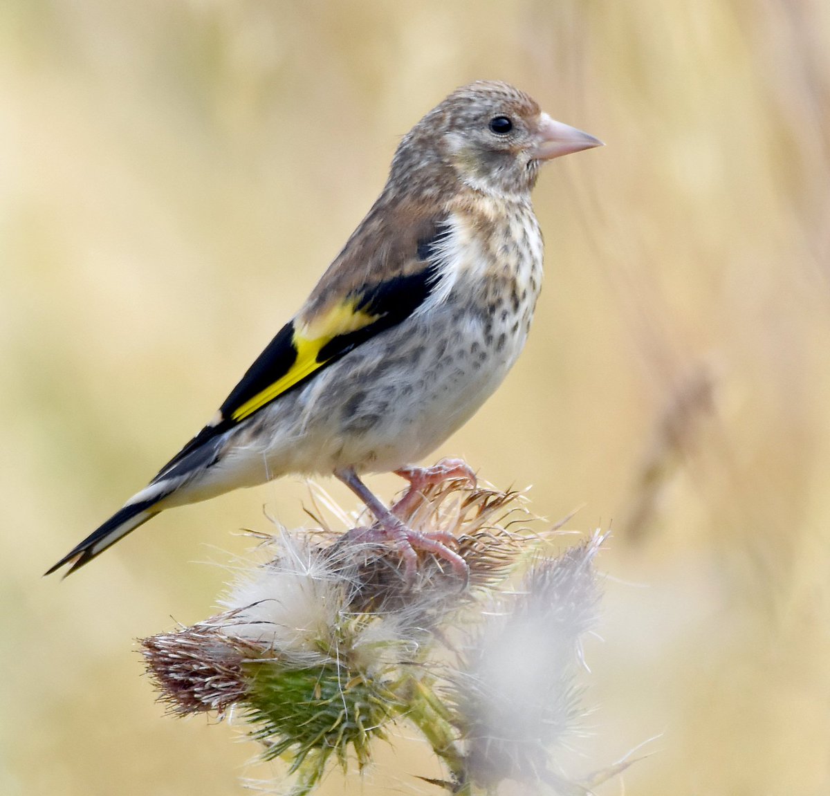 CarlBovisNature's tweet photo. Juvenile Goldfinch on thistle. 😍😊🐦 https://t.co/44YhptyFgZ
