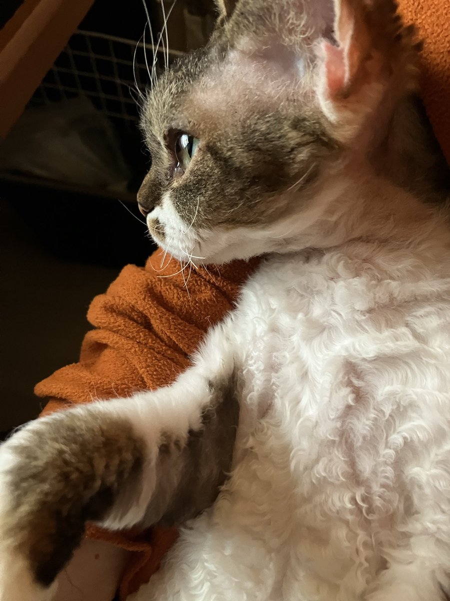 TATSUBONi's tweet photo. いたずらにゃんこを捕まえた https://t.co/DA4cPcZOC3