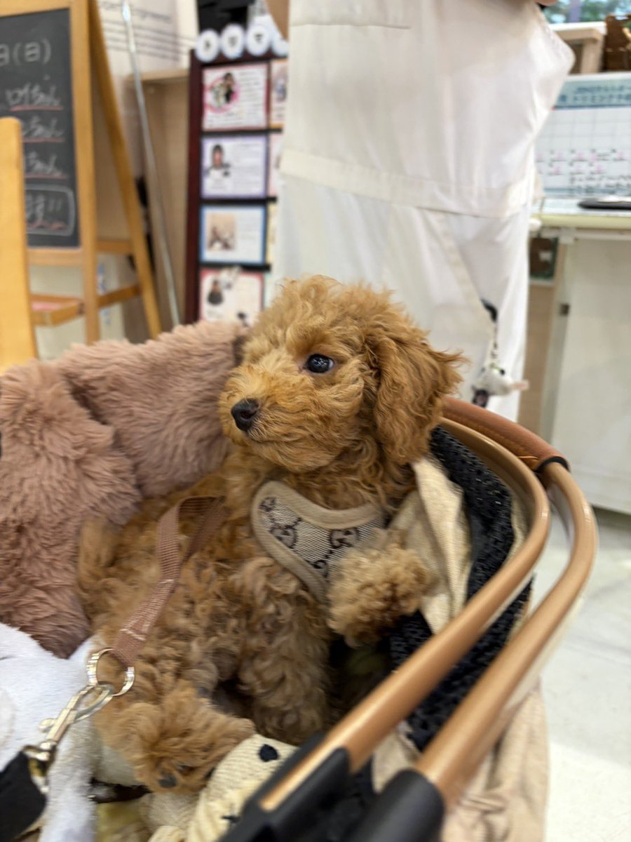 anaika_jp's tweet photo. 今日の さちまる🐶
雑誌の表紙に応募しに
お出かけ☺️
26日撮影会📷✨
#トイプー
#トイプードル https://t.co/3T4KEXzEzM