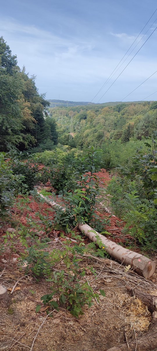 delixiir's tweet photo. Yesterday I go out be nature 🌿 https://t.co/CEL3xMNsVH