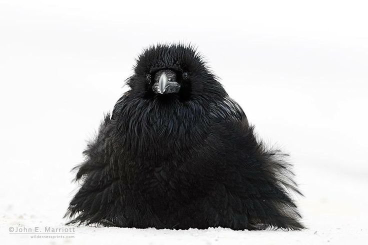 The_Regal_Raven tweet picture