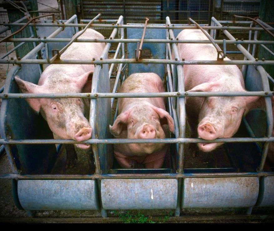 JohnOberg's tweet photo. Imagine yourself in a tight airplane seat. Uncomfortable and unable to even stretch your arms and legs.

Now take that discomfort, and imagine experiencing it for over ONE ENTIRE YEAR.

This is the *daily* reality for farm #animals. 24/7. RT! 😡 https://t.co/eriP5srymH
