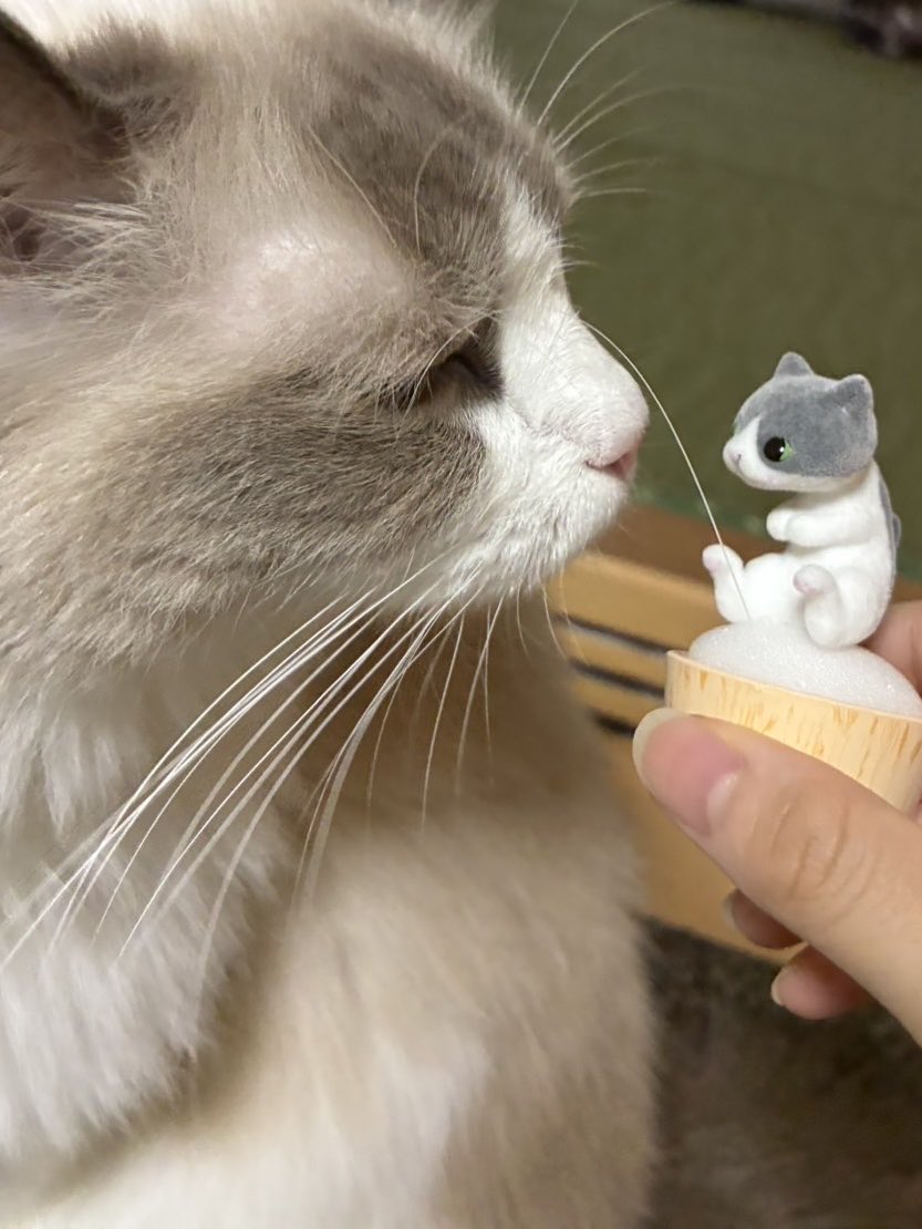 MskKd15's tweet photo. 🐈猫日記681日目

娘が『猫ひげスタンド』をゲット
自分の��げって気づいてるのか？

#猫 #ラグドール https://t.co/99VaTTzOke