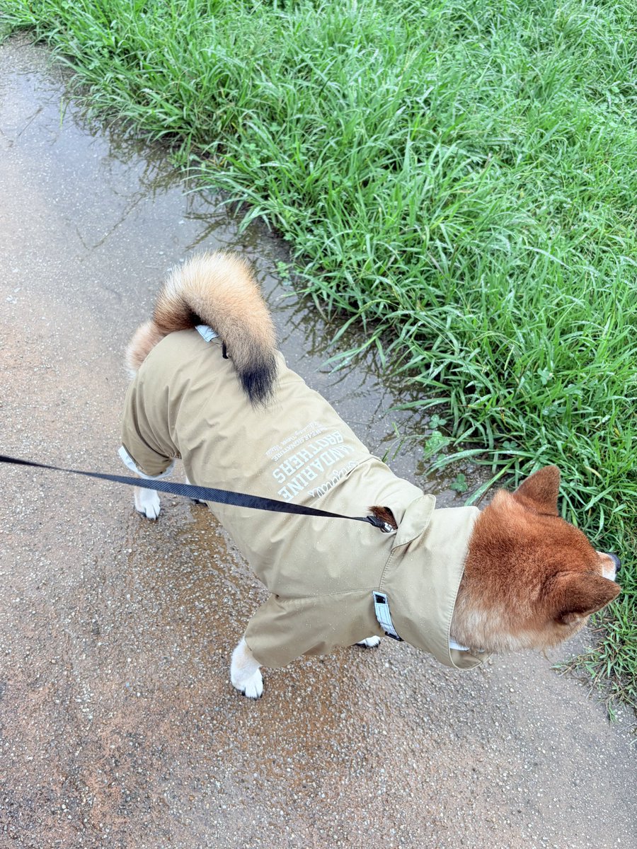 Amayuamy's tweet photo. 雨の日のお散歩は、レインコートのせいか、かわいいとの声をかけられ率が1.5倍くらいになる☔️ https://t.co/hI4E8oqV3S