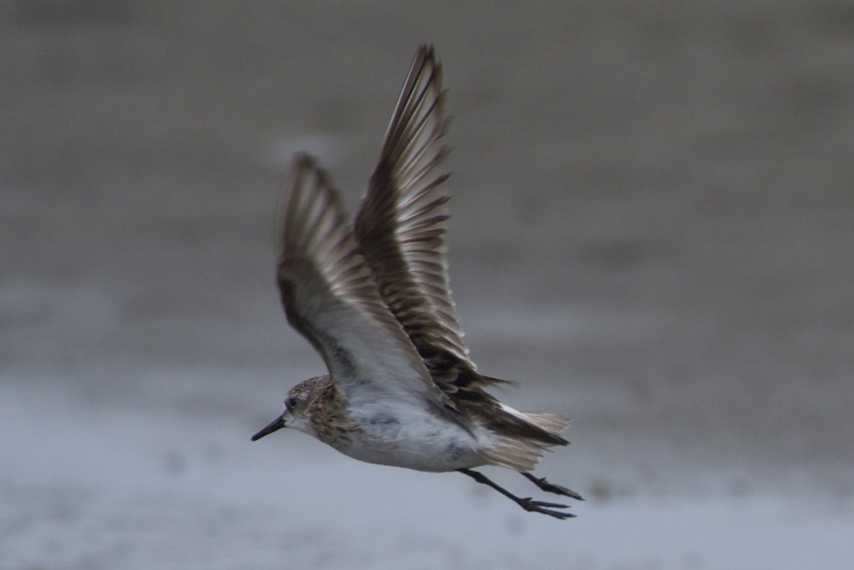 E_thunbergi's tweet photo. ヨーロッパトウネン成鳥（9/16 関東）
かなり擦れていて色味や体型が分かりづらい個体だったが、飛翔時には足先が尾羽先端を越えると思われ、トウネンを威嚇する際にはいかにもヨロネンらしいピーピーという甲高い声を出していた。風切はすべて旧羽？ https://t.co/Y0D0kFjxuQ