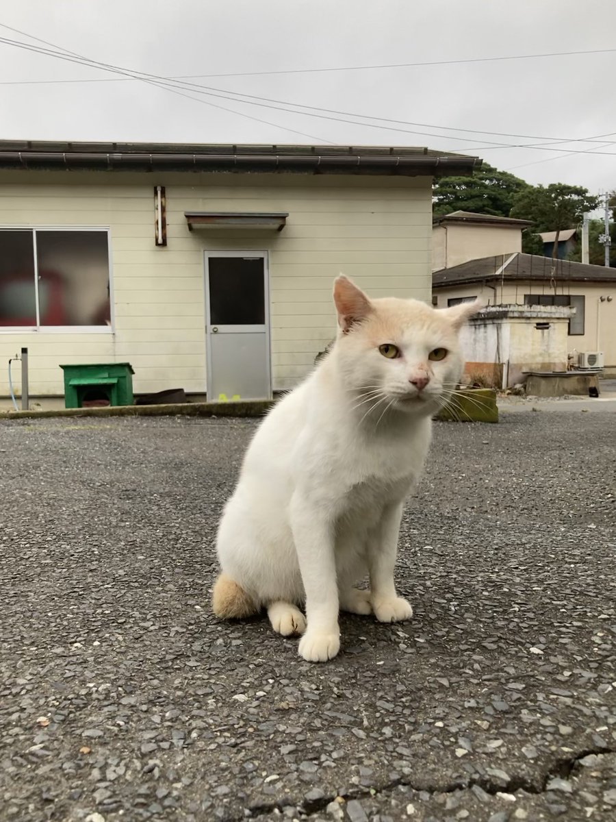 kuronekotashiro's tweet photo. こちらもどうぞ😺
駆け寄る二代目ちゃめこ🐈🐾
ポンプ置場の皆さん
ミルクティー
みんな元気そうで何よりです😸

#猫島 #tashirojima #catisland #田代島クロネコ堂 #CatsOfX #cats https://t.co/lg9WUBCgXr