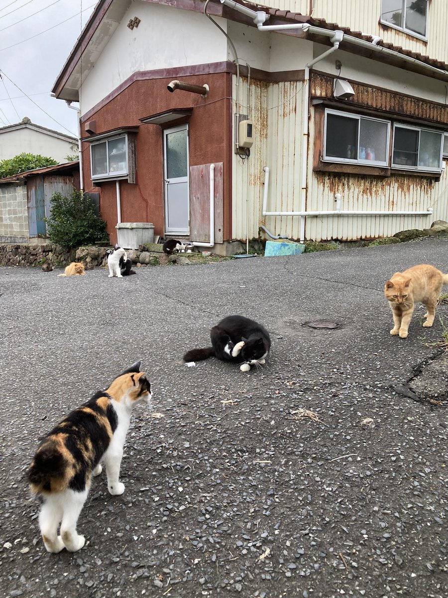 kuronekotashiro's tweet photo. こちらもどうぞ😺
駆け寄る二代目ちゃめこ🐈🐾
ポンプ置場の皆さん
ミルクティー
みんな元気そうで何よりです😸

#猫島 #tashirojima #catisland #田代島クロネコ堂 #CatsOfX #cats https://t.co/lg9WUBCgXr