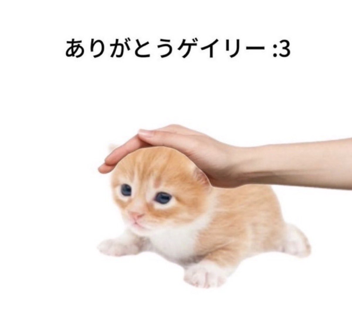 Selene1431's tweet photo. @arigatogary 大丈夫よゲイリー( T_T)＼(^-^ ) https://t.co/XAms8ItLUy