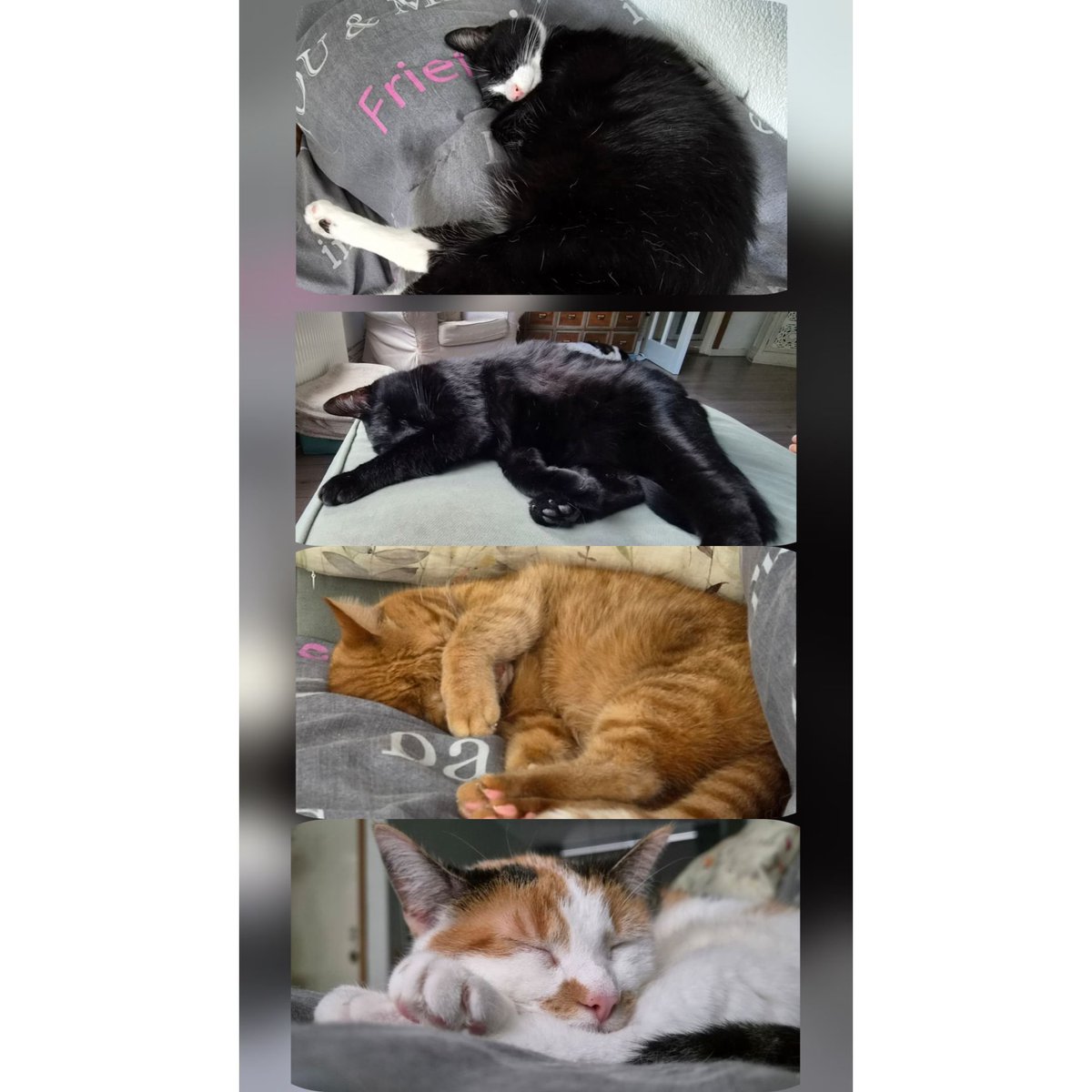 Poppetje0906's tweet photo. Wat een rust 🥰🐈‍⬛🐈 #cats #catsonx #catsarefamily #zondag #rust https://t.co/w9w9jwQ2sh