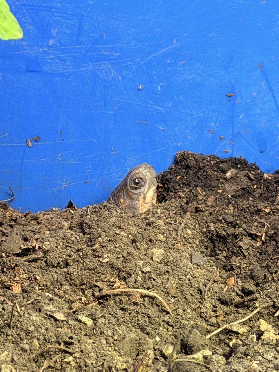 boxturtle_sj's tweet photo. 亀ってどうしてこんなに可愛いんでしょうか🥹
ハコガメを飼い始めてから、亀への愛が爆発した気がする😂

もう未来が見えます。自分の写真は消され、カメラロールは亀で占領されていく…🐢
#ミツユビハコガメ　#クサガメ　#キボシイシガメ https://t.co/BN27F0fPGS