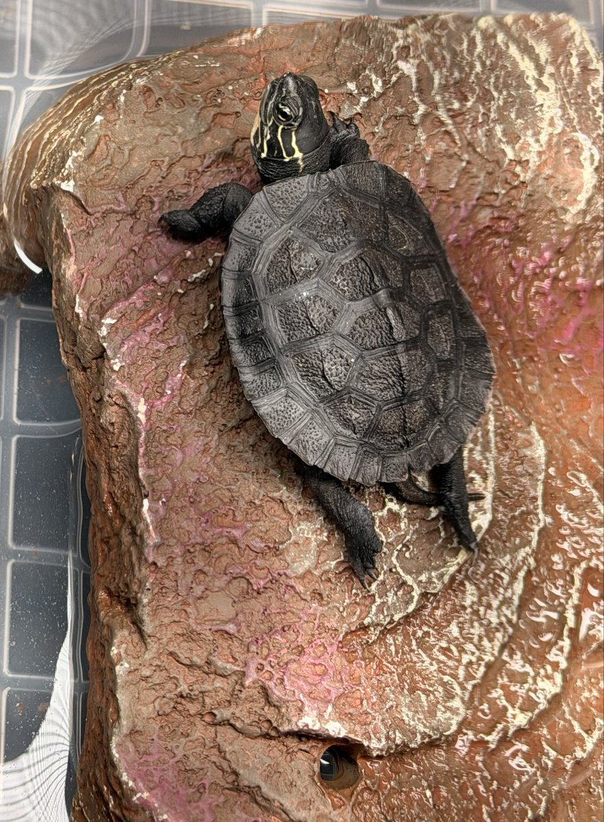boxturtle_sj's tweet photo. 亀ってどうしてこんなに可愛いんでしょうか🥹
ハコガメを飼い始めてから、亀への愛が爆発した気がする😂

もう未来が見えます。自分の写真は消され、カメラロールは亀で占領されていく…🐢
#ミツユビハコガメ　#クサガメ　#キボシイシガメ https://t.co/BN27F0fPGS