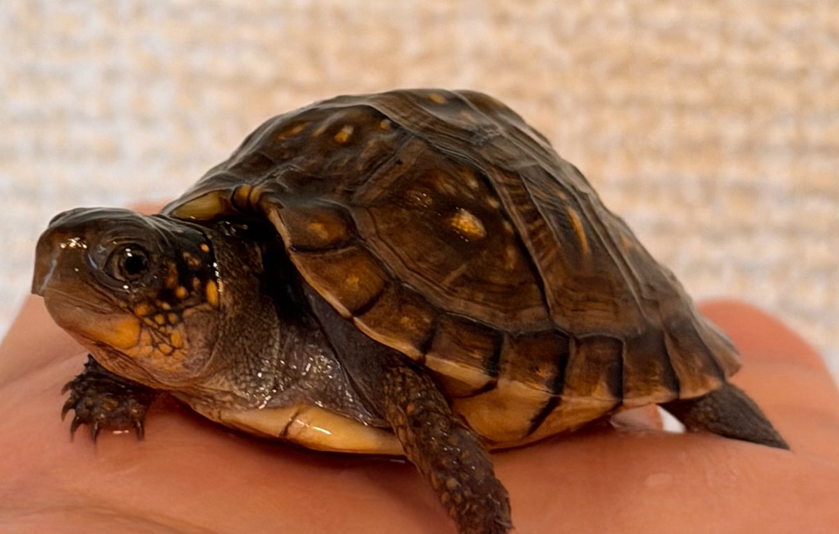 boxturtle_sj's tweet photo. 亀ってどうしてこんなに可愛いんでしょうか🥹
ハコガメを飼い始めてから、亀への愛が爆発した気がする😂

もう未来が見えます。自分の写真は消され、カメラロールは亀で占領されていく…🐢
#ミツユビハコガメ　#クサガメ　#キボシイシガメ https://t.co/BN27F0fPGS
