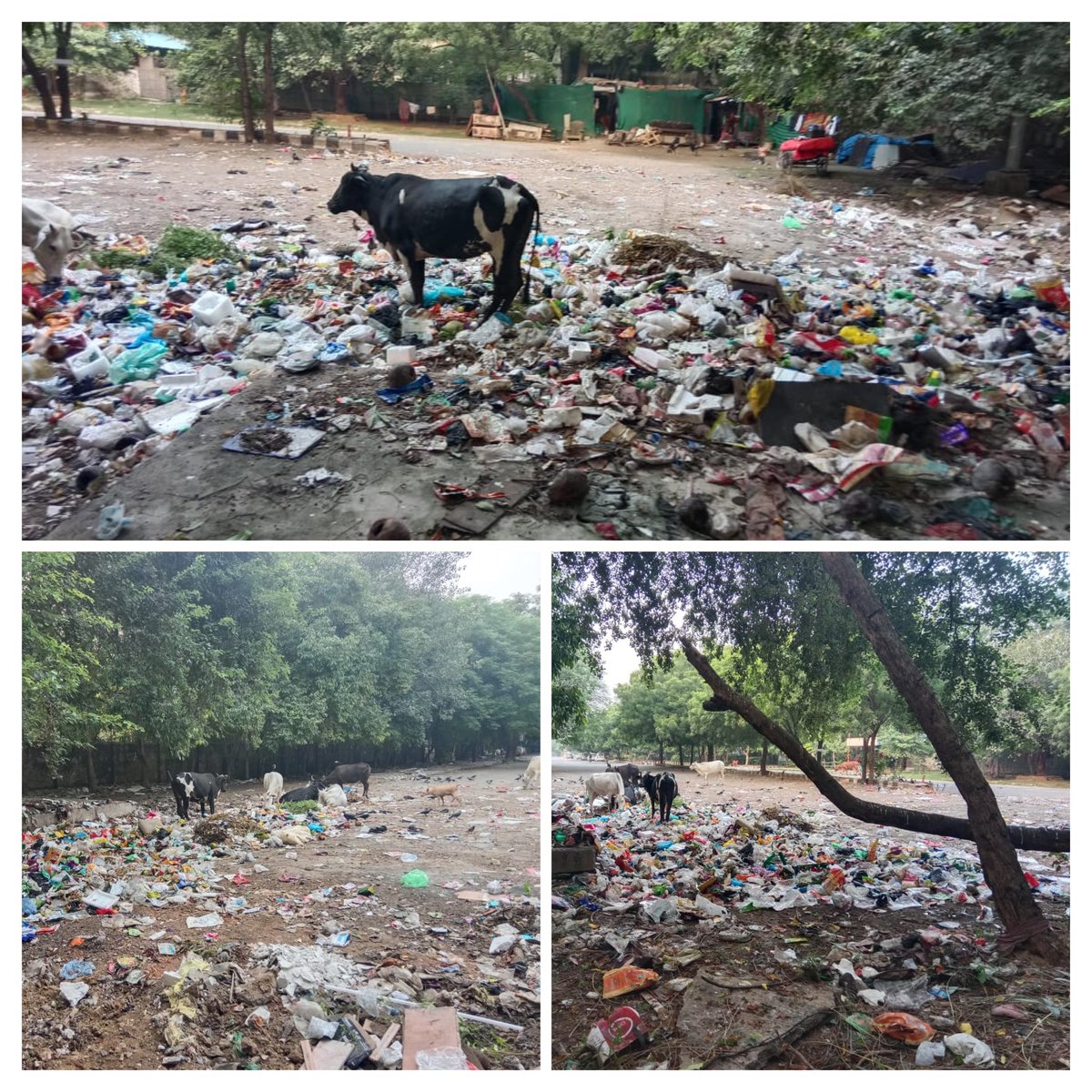 SaraswatiRwaD6's tweet photo. #Day_9 | 5:30 PM, 20 Sept 2026

The situation at #MegaHousingComplex D6, #VasantKunj is unchanged this evening: stray cattle are again feeding on exposed waste, garbage remains scattered, and the pile has continued to build up since morning.

For @SwachhBharatGov to be successful,  the issue needs more than periodic lifting. There must be a strict check on waste being dumped here from other locations, timely clearance before waste accumulates, and adequate covered, lidded bins to prevent animals from accessing and scattering the garbage.

@DCSOUTHZONE @MCD_Delhi: Kindly ensure sustained monitoring and immediate corrective action. Cleanliness at an important juncture and outside the Mandir cannot remain a temporary, twice-a-day exercise.
@praveshwahi @jmehlawatbjp @mlkhattar @SBM_MCD 
@KunjWelfare @rwanarmada @RwaGanga 

#SwachhBharat #WasteManagement #AnimalWelfare #PublicHealth