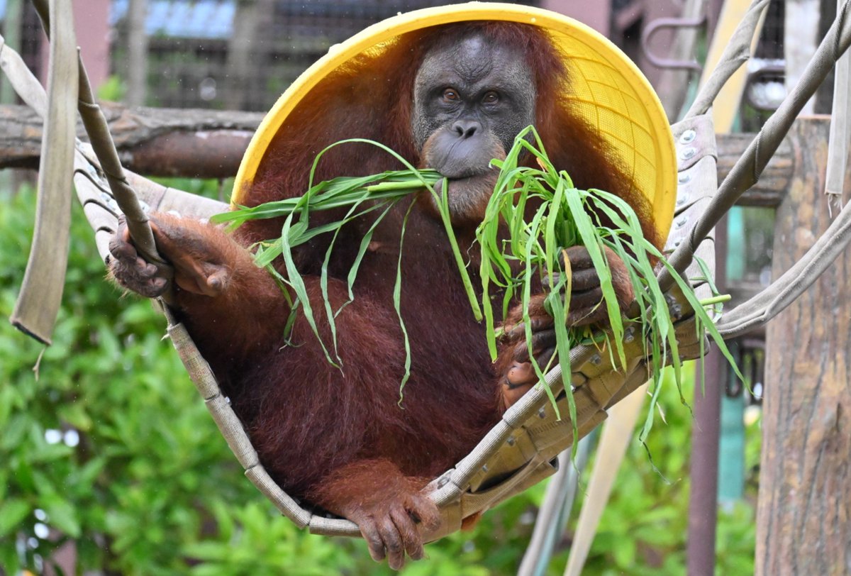 kurutu6's tweet photo. ポーズきまって　
モデルさんみたいね✨️
リリーちゃん🦧💕

📷️2026.7
#市川市動植物園　#リリー
#スマトラオランウータン https://t.co/sWV5aLDUJJ